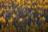 Colorado Wildfire print