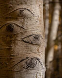 Forest Surveillence print