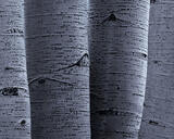 Tight Knit Family | Aspen Tree Photos for Sale print