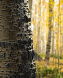 Colorado's Forest Details print
