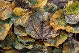 Autumns Legacy print