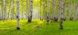 Spring Aspen Grove | Aspen Tree Images print