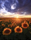 Sunflower Sunset print