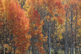 Flaming Aspens print