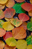 Rainbow Collection | Images of Aspen Tree Leaves for Sale print