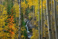 Autumn Whisper