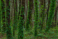 Emerald Forest