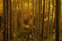 Golden Stand