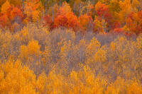 Golden Chorus