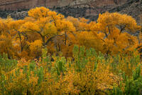 Autumn Along the Cliffs
