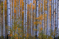 Blue Hour Aspens