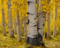 The Big One | Aspen Tree Images for Sale
