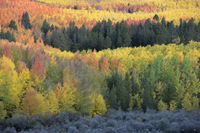 Layers of Vibrance