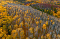 Autumn Fade