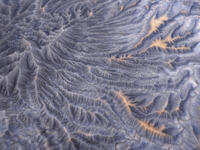 Veins
