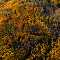 Autumn Currents