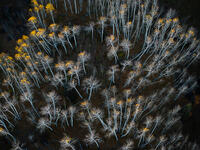 Fading Crowns