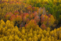Autumn Spectrum