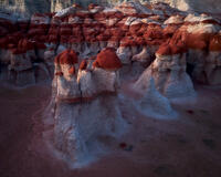 Crimson Colony