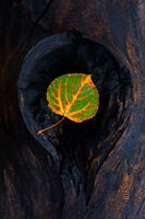 Delightful Decay | Images of Aspen Tree Leaves for Sale