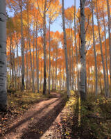 Illuminate | Colorado Aspen Tree Images 