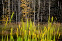 Radiant Reeds