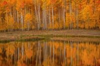 Introspection