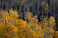 Pillars of Gold