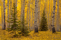 Spruce Invasion