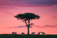 Zebra Silhouettes
