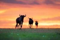 Dusk Crossing