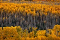 Golden Expanse