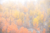 Autumn Veil