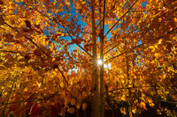 Autumn Radiance