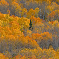 Autumn Contrast