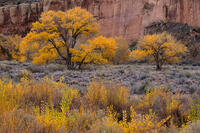 Golden Cottonwoods