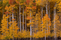 Autumn Chorus