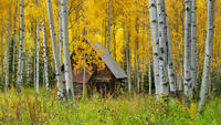 Homestead