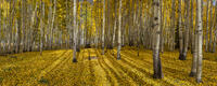 Autumn Sanctuary