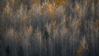 Autumn Whispers
