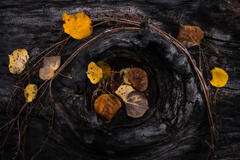 Golden autumn leaves rest within the sculpted grain of charred wood in an intimate Colorado forest landscape.