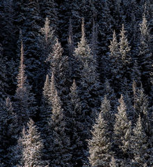 Frosty Forest