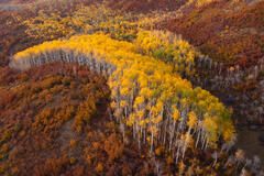 A grove of aspen trees seen from above forms a Nike swoosh of bright yellow leaves while the surrounding trees are deep reds and browns.