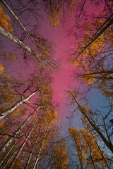 Celestial Canopy
