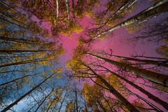 A rare Colorado aurora illuminates the night sky above towering aspens and their remaining golden autumn leaves.