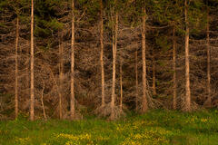 Birch Montage
