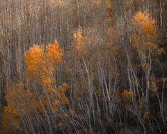 Late-season orange foliage glows among a layered grove of white Colorado aspe