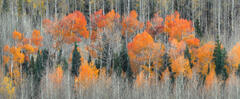 Fiery orange and red aspens weave between evergreens across a Colorado mountainside in peak autumn color.