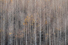 Bare Colorado aspens create a delicate woodland tapestry punctuated by the final golden leaves of autumn.