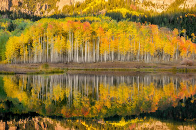 White aspen tree trunks loaded with yellow, orange and a few green leaves on top are perfectly reflected on the still-as-glass water.